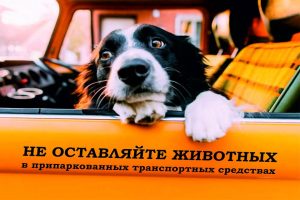 Не оставляйте животных